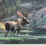 Framed and Signed Print of Bull Moose. Fall on the Yellowstone by Paul Krapf