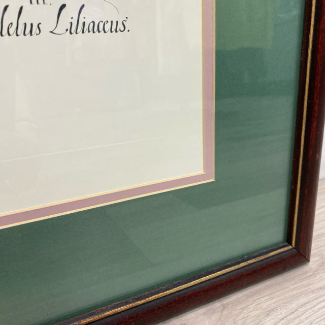Wood Framed Vintage Botanical Print