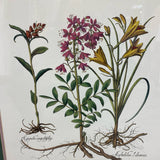 Wood Framed Vintage Botanical Print