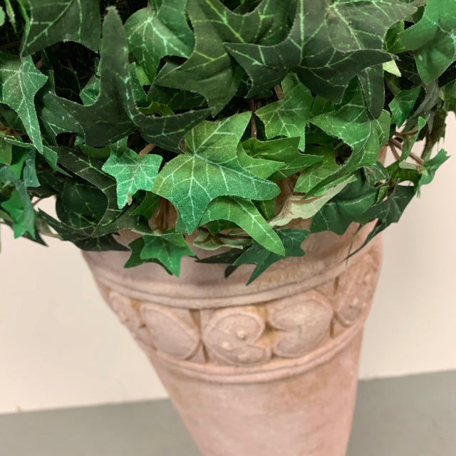 Green Cone Everlasting Plant