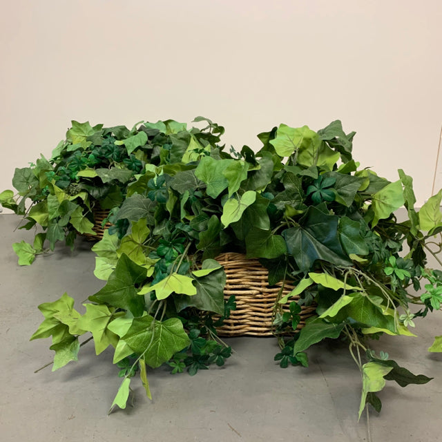 Everlastig Green Plant in a wicker basket