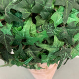 Green Cone Everlasting Plant